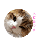 猫のまいまい-日常編-（個別スタンプ：8）