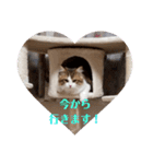 猫のまいまい-日常編-（個別スタンプ：10）