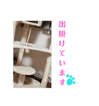 猫のまいまい-日常編-（個別スタンプ：11）