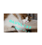 猫のまいまい-日常編-（個別スタンプ：13）