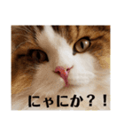 猫のまいまい-日常編-（個別スタンプ：15）