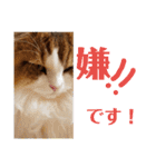 猫のまいまい-日常編-（個別スタンプ：16）