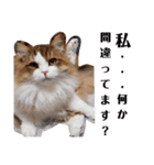 猫のまいまい-日常編-（個別スタンプ：17）