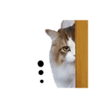 猫のまいまい-日常編-（個別スタンプ：19）
