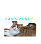 猫のまいまい-日常編-（個別スタンプ：20）