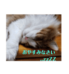 猫のまいまい-日常編-（個別スタンプ：21）