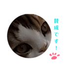 猫のまいまい-日常編-（個別スタンプ：24）
