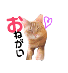 凪咲＆ペット1（個別スタンプ：13）