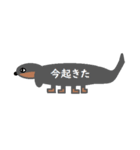 汎用性の高いダックスフント（個別スタンプ：13）