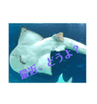 水族館にて（個別スタンプ：9）