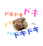 うちのくんちゃんスタンプその2（個別スタンプ：28）