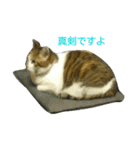 ツンデレヤンヤン②（個別スタンプ：3）