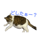 ツンデレヤンヤン②（個別スタンプ：4）