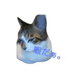 ツンデレヤンヤン②（個別スタンプ：8）