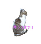 ツンデレヤンヤン②（個別スタンプ：16）