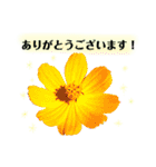 きれいなお花のスタンプpart2（個別スタンプ：3）