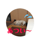 鹿内アポ（個別スタンプ：13）