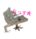 ヤモリのすたんぷ2 -girly-（個別スタンプ：1）
