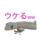 ヤモリのすたんぷ2 -girly-（個別スタンプ：3）