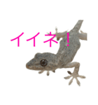 ヤモリのすたんぷ2 -girly-（個別スタンプ：5）