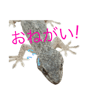 ヤモリのすたんぷ2 -girly-（個別スタンプ：15）