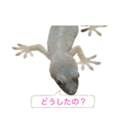 ヤモリのすたんぷ2 -girly-（個別スタンプ：16）