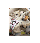 LADYスタンプ（個別スタンプ：8）