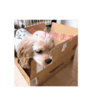 LADYスタンプ（個別スタンプ：12）