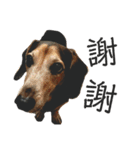 私の素敵なPIPI（ダックスフント） -  1（個別スタンプ：2）