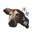 私の素敵なPIPI（ダックスフント） -  1（個別スタンプ：5）
