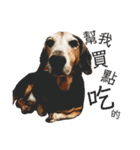 私の素敵なPIPI（ダックスフント） -  1（個別スタンプ：31）