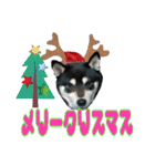 柴犬とトイプードルのクリスマス＆お正月（個別スタンプ：2）