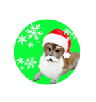 柴犬とトイプードルのクリスマス＆お正月（個別スタンプ：3）