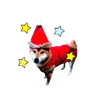 柴犬とトイプードルのクリスマス＆お正月（個別スタンプ：4）