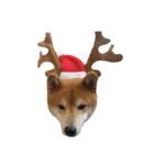 柴犬とトイプードルのクリスマス＆お正月（個別スタンプ：5）