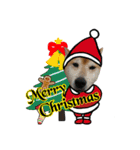柴犬とトイプードルのクリスマス＆お正月（個別スタンプ：7）