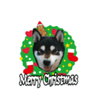 柴犬とトイプードルのクリスマス＆お正月（個別スタンプ：8）