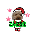 柴犬とトイプードルのクリスマス＆お正月（個別スタンプ：10）