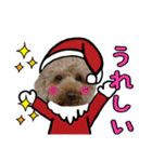 柴犬とトイプードルのクリスマス＆お正月（個別スタンプ：12）