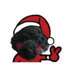 柴犬とトイプードルのクリスマス＆お正月（個別スタンプ：13）