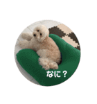 愛犬らぶり＆アーサーのスタンプです（個別スタンプ：6）