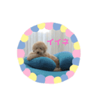 愛犬らぶり＆アーサーのスタンプです（個別スタンプ：7）