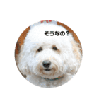 愛犬らぶり＆アーサーのスタンプです（個別スタンプ：8）