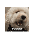 愛犬らぶり＆アーサーのスタンプです（個別スタンプ：10）