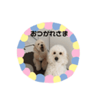 愛犬らぶり＆アーサーのスタンプです（個別スタンプ：11）
