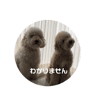 愛犬らぶり＆アーサーのスタンプです（個別スタンプ：12）