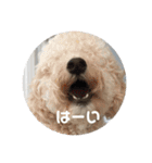 愛犬らぶり＆アーサーのスタンプです（個別スタンプ：14）