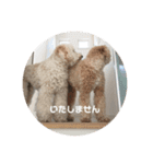 愛犬らぶり＆アーサーのスタンプです（個別スタンプ：16）