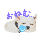 Momotaro is my  dog .Ⅲ（個別スタンプ：1）