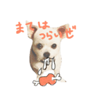 Momotaro is my  dog .Ⅲ（個別スタンプ：2）